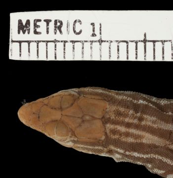 Media type: image;   Herpetology R-13354 Aspect: head dorsal